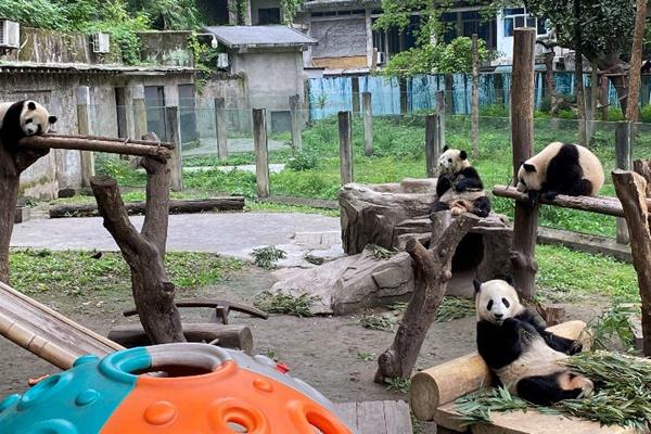 珍稀动物 （教学设计）大象版科学三年级上册docx(图1)