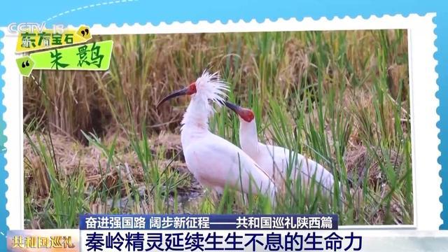 “神奇宝贝”集结完毕快来听“秦岭四宝”的趣味故事！(图8)