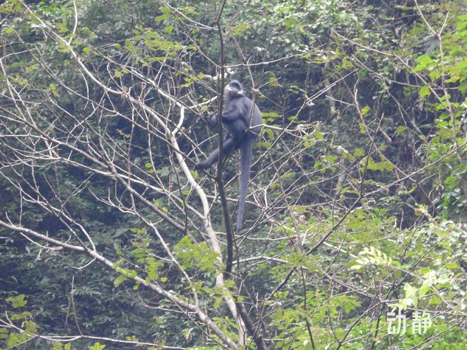 贵州珍稀濒危野生动物监测 已发现陆生野生动物近200种(图2)