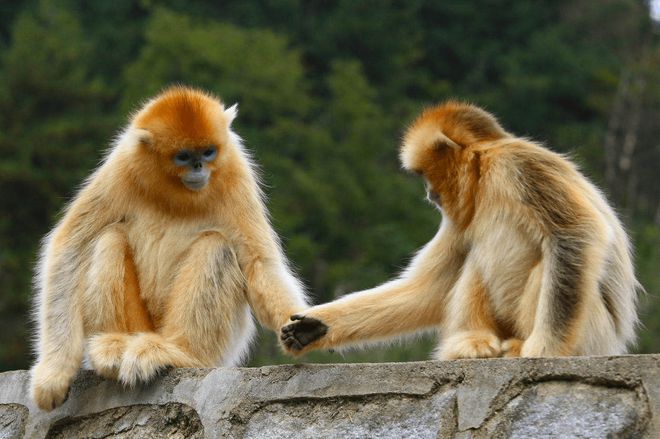 世界最珍稀的动物金丝猴、远东豹上榜如今已濒临灭绝！(图2)