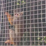 野猪老虎“进城肇事”上热搜人类偶遇怎么办？(图1)