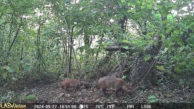 生物多样性 构建野生动物生态廊道重塑城市绿地自然脉络(图5)