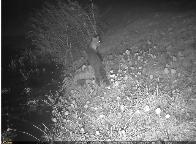 “国宝”出没！三峡坝区西园发现国家一级保护野生动物小灵猫(图1)