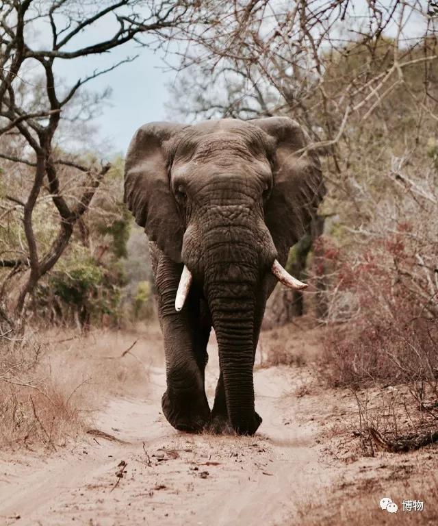 官方回应可可西里网红狼被压死：不确定是否为初代目停止投喂野生动物(图1)