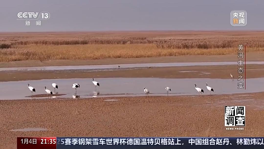 如何了解黄河生态之变？看看山东这些鸟儿就知道(图2)