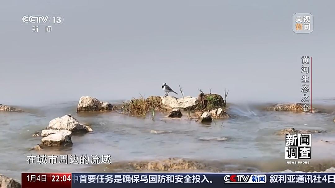 如何了解黄河生态之变？看看山东这些鸟儿就知道(图17)