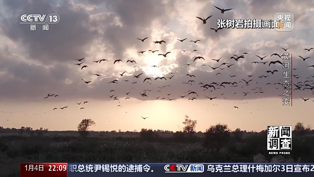 如何了解黄河生态之变？看看山东这些鸟儿就知道(图21)