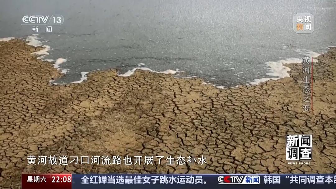 如何了解黄河生态之变？看看山东这些鸟儿就知道(图20)