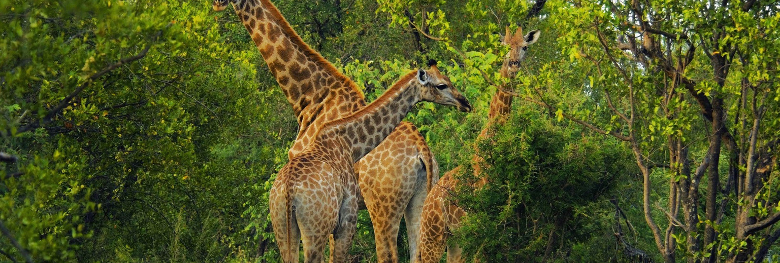 2024年尼康搞笑野生动物摄影奖入围作品：捕捉自然界的幽默瞬间(图1)