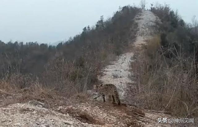 十堰市郧西县连续发现国家二级保护动物(图3)