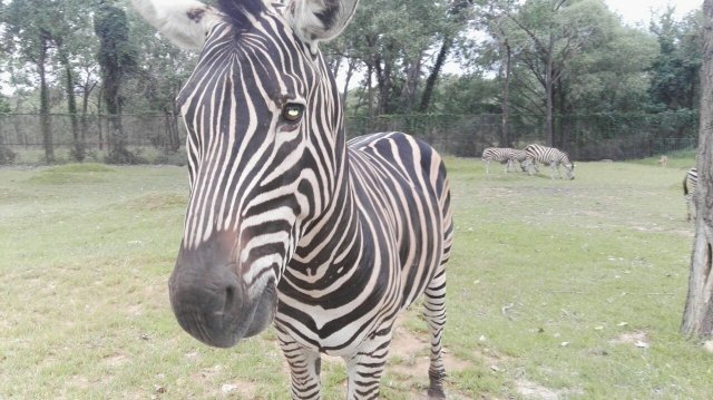 保护野生动物不能只看数量多少(图1)