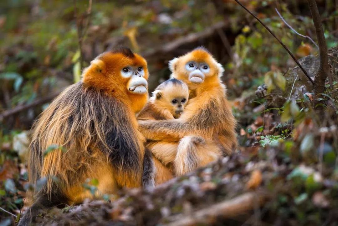 中华白海豚、鼋、鲎、大鲵这些珍贵生物你了解多少？(图1)