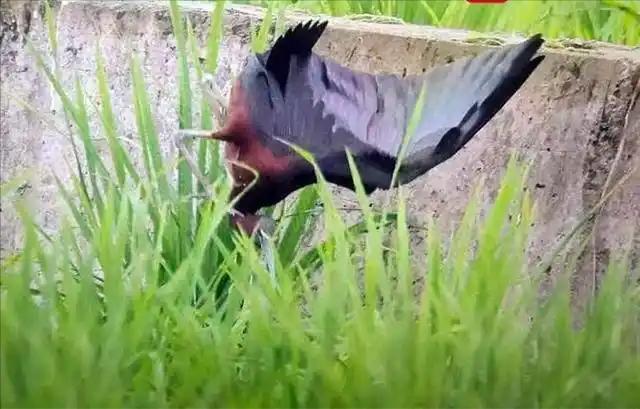 曾在中国被宣布绝迹在四川现身后竟被7人为吃“野味”猎杀？(图8)