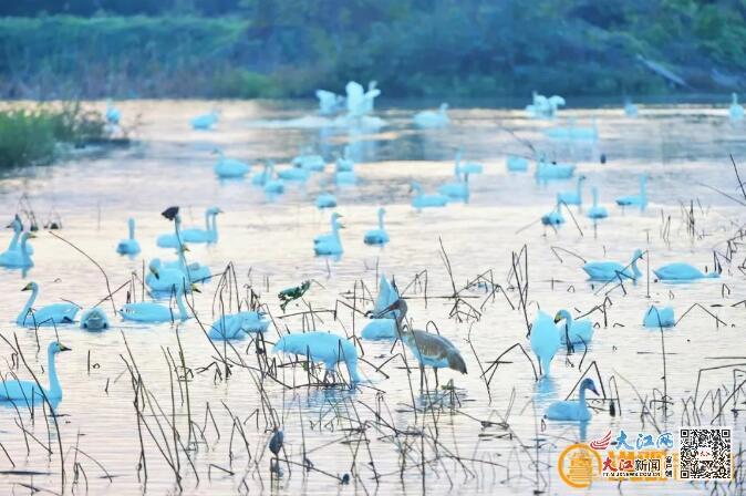 C视觉·了不起的生灵丨2024年观鸟录 镜头定格飞羽之美(图1)