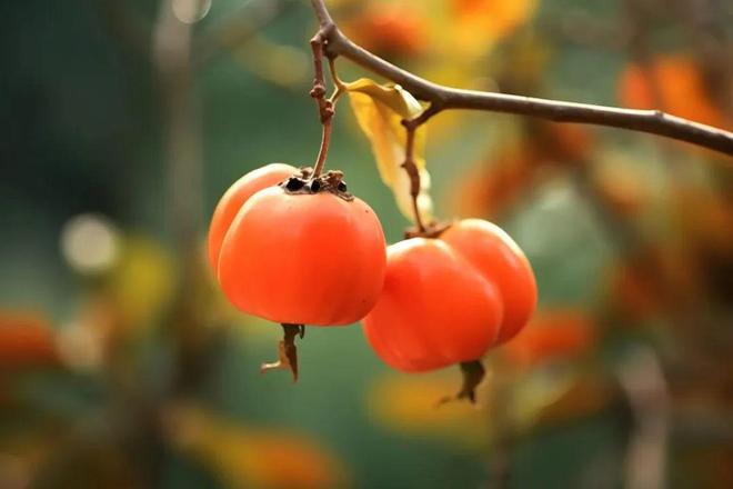 【上新了故宫柿柿如意手链红包】巨巨巨显白的柿柿如意红玛瑙手串选它够了！(图6)