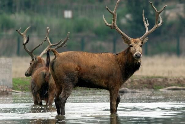 中国十大珍贵保护动物你知道几种(之八)(图1)