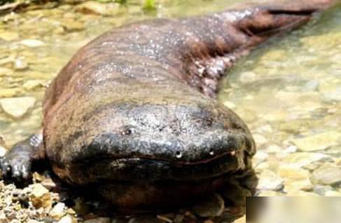 世界上最珍贵的四种动物急需保护第一名能长得像龙能活百年(图1)