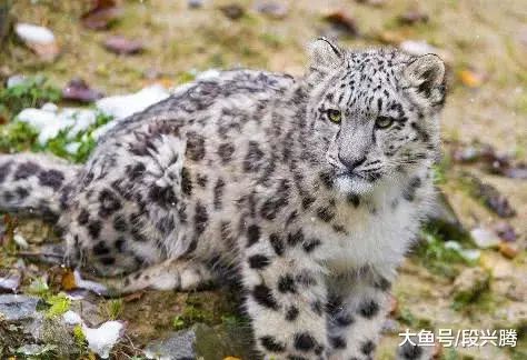 世界上最珍贵的四种动物急需保护第一名能长得像龙能活百年(图2)