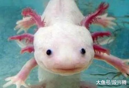 世界上最珍贵的四种动物急需保护第一名能长得像龙能活百年(图3)