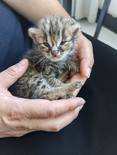 秀山多人和企业因为非法捕杀野生动物、盗伐林木、擅自改变林地用途被查处(图1)