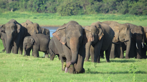 英国展开行动打击非法走私野生动物制品(图1)