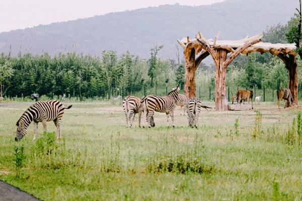 2024年度野生动物摄影师大奖揭晓：探讨视觉艺术与自然保护关系(图1)