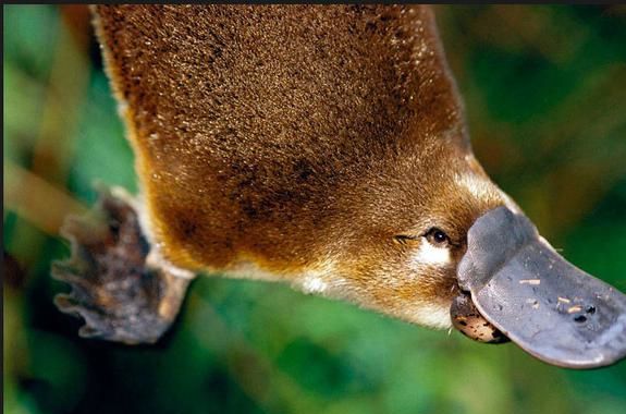 世界驰名的珍稀动物：神秘的鸭嘴兽其实有毒(图2)