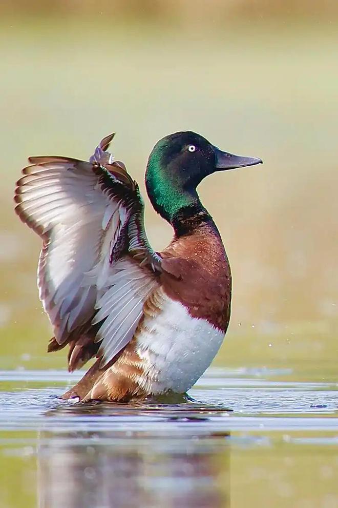 全国仅1000多只！2024年青海首次影像记录专家为它们搭建浮岛(图21)