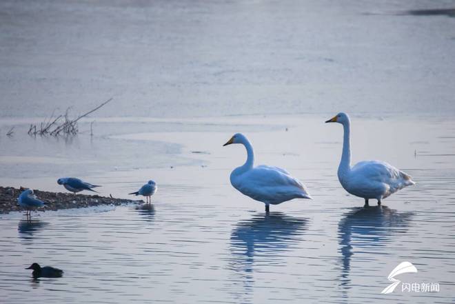 白鹭湾湿地天鹅舞(图1)