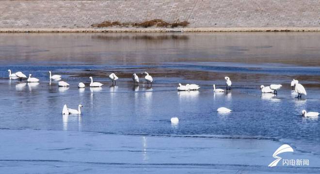白鹭湾湿地天鹅舞(图2)