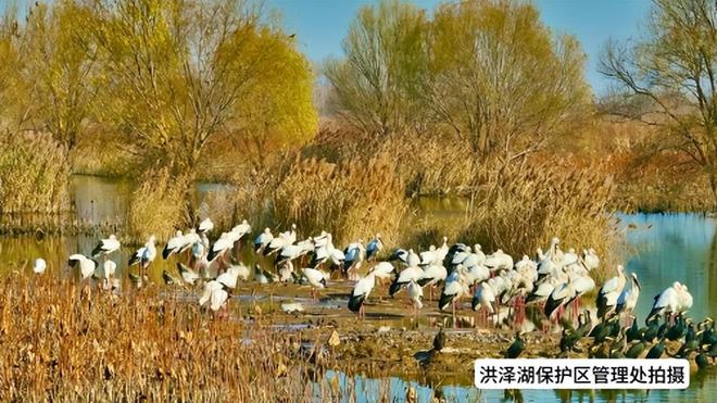数量逐年递增 珍稀鸟类东方白鹳回归洪泽湖保护区(图2)