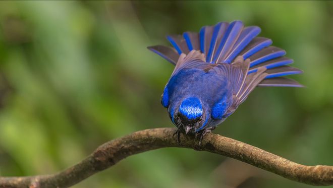 第445个新纪录！武汉发现珍稀物种中华仙鹟正准备去南方过冬(图3)