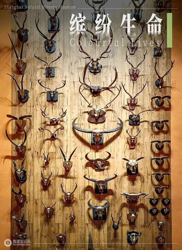 注意了上海出现史前巨兽 地球知识局(图7)