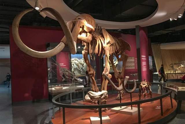 注意了上海出现史前巨兽 地球知识局(图14)