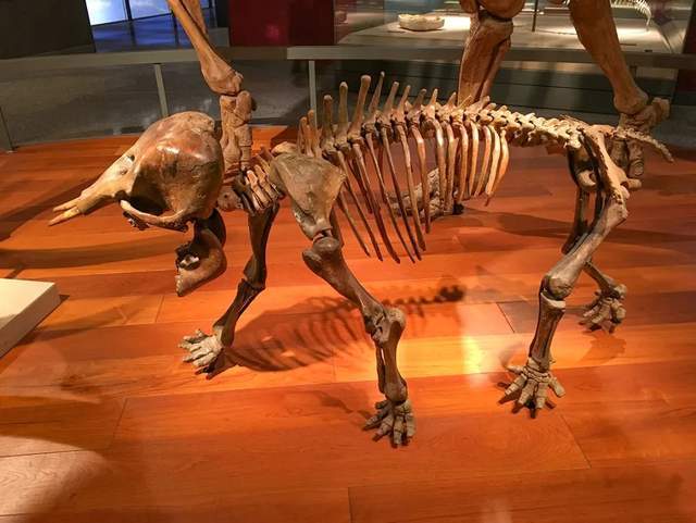 注意了上海出现史前巨兽 地球知识局(图15)