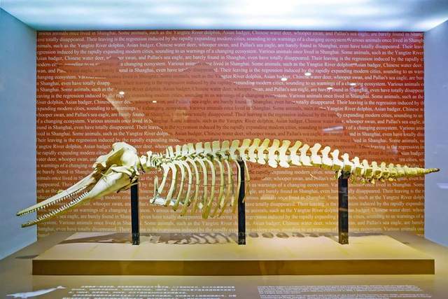 注意了上海出现史前巨兽 地球知识局(图16)