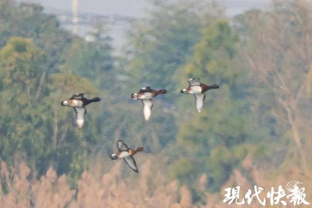 7种！苏州2024年鸟类新记录公布(图2)