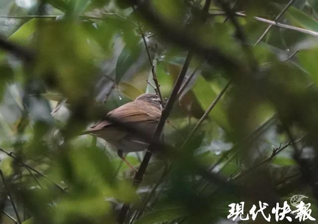 7种！苏州2024年鸟类新记录公布(图3)