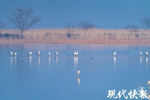 7种！苏州2024年鸟类新记录公布(图1)