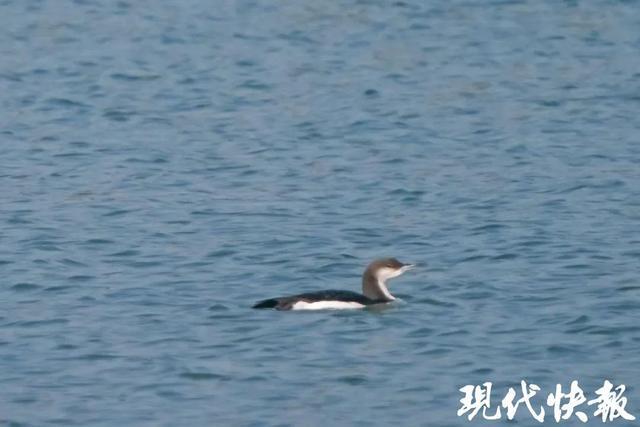 7种！苏州2024年鸟类新记录公布(图4)