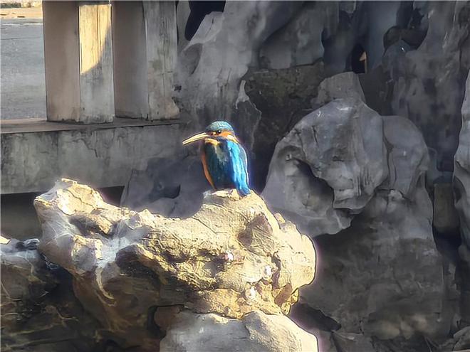 珍稀鸟类频现身 合肥逍遥津公园生态建设显成效(图2)