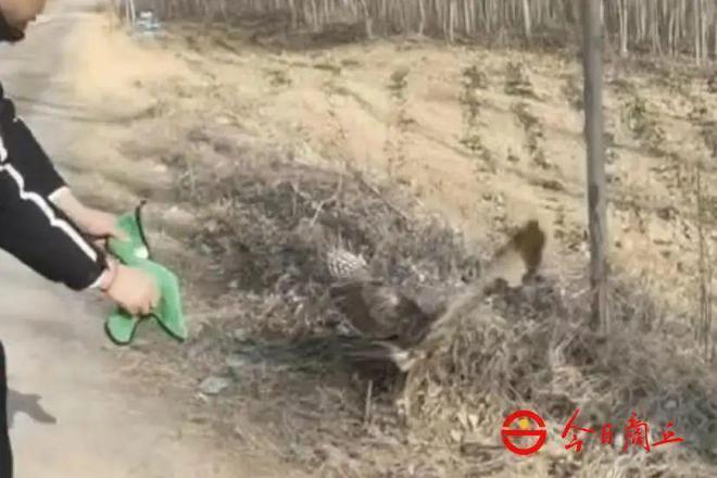 商丘解救一只大型猛禽(图1)