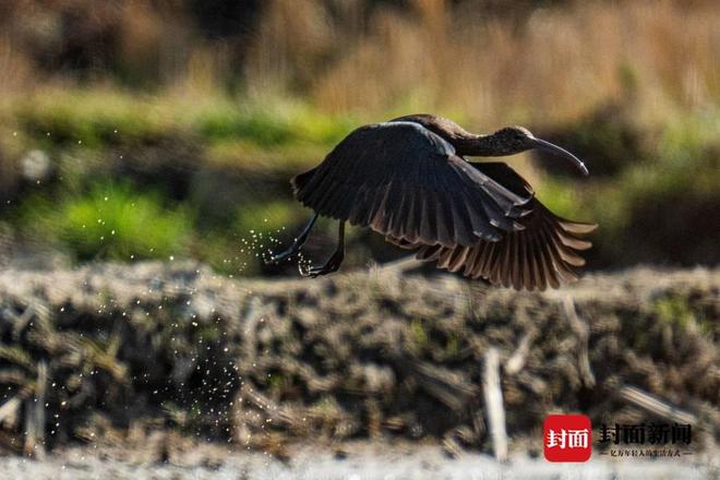 罕见！国家一级保护野生动物彩鹮首次现身四川凉山冕宁县(图1)