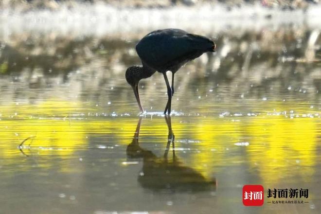 罕见！国家一级保护野生动物彩鹮首次现身四川凉山冕宁县(图3)