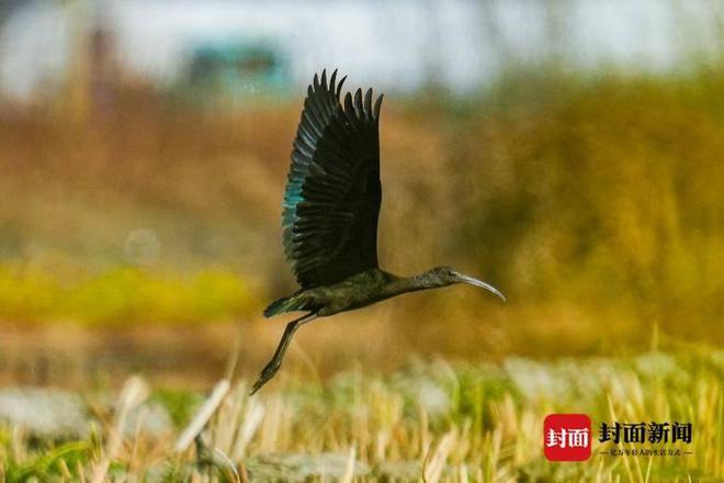 罕见！国家一级保护野生动物彩鹮首次现身四川凉山冕宁县(图2)