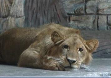 2025年非洲最佳狩猎旅行目的地全攻略(图1)