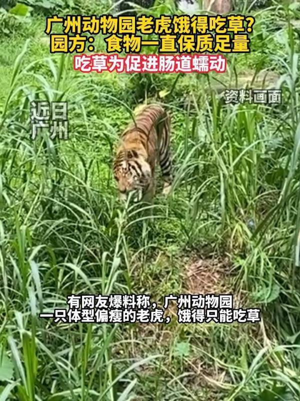 热闻｜这头猛兽瘦骨嶙峋难道是被克扣了口粮？背后的真相究竟如何？(图2)