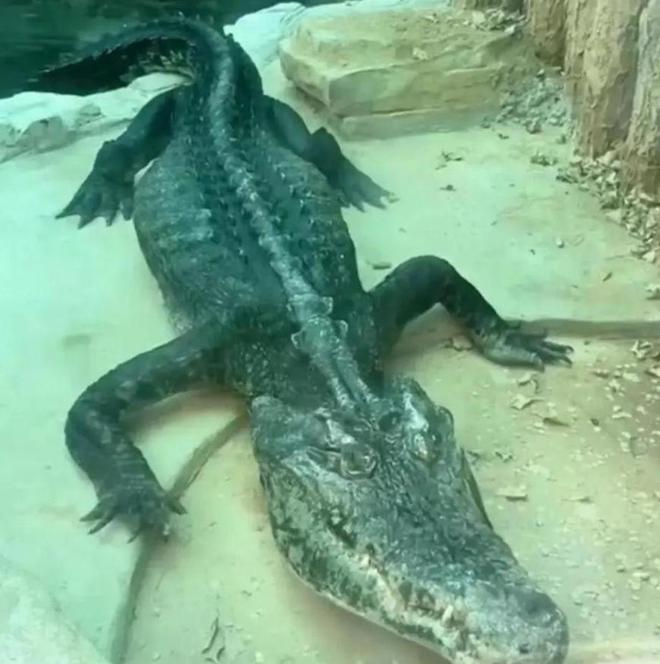 热闻｜这头猛兽瘦骨嶙峋难道是被克扣了口粮？背后的真相究竟如何？(图3)