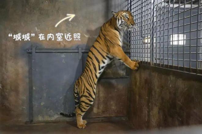 热闻｜这头猛兽瘦骨嶙峋难道是被克扣了口粮？背后的真相究竟如何？(图4)