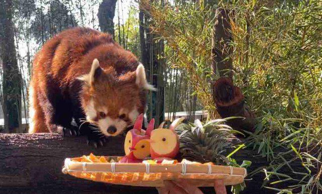 仪式感满满！云南野生动物园小动物花式闹元宵(图2)